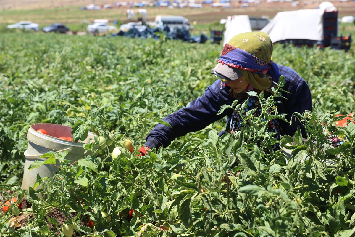 Coğrafi konumu ve iklim çeşitliliği dolayısıyla Türkiye'de kaliteli tarım ürünlerinin yetiştirildiği Kahramanmaraş'ta domatesten bu sezon 120 bin ton rekolte bekleniyor.