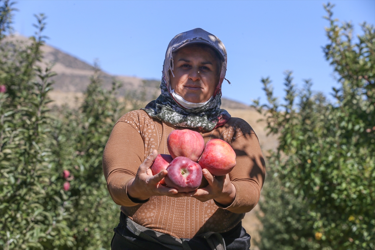 Kahramanmaraş'ın Meşhur Göksun Elmasından 53 Bin Ton Rekolte Bekleniyor!