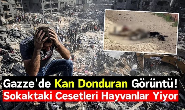 Gazze Sokaklarındaki Cesetleri, Hayvanlar Yiyor!