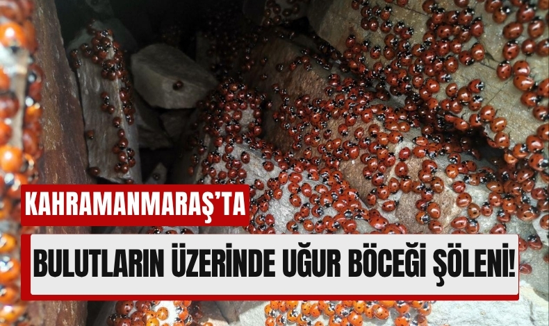 Dhzb3 (6)