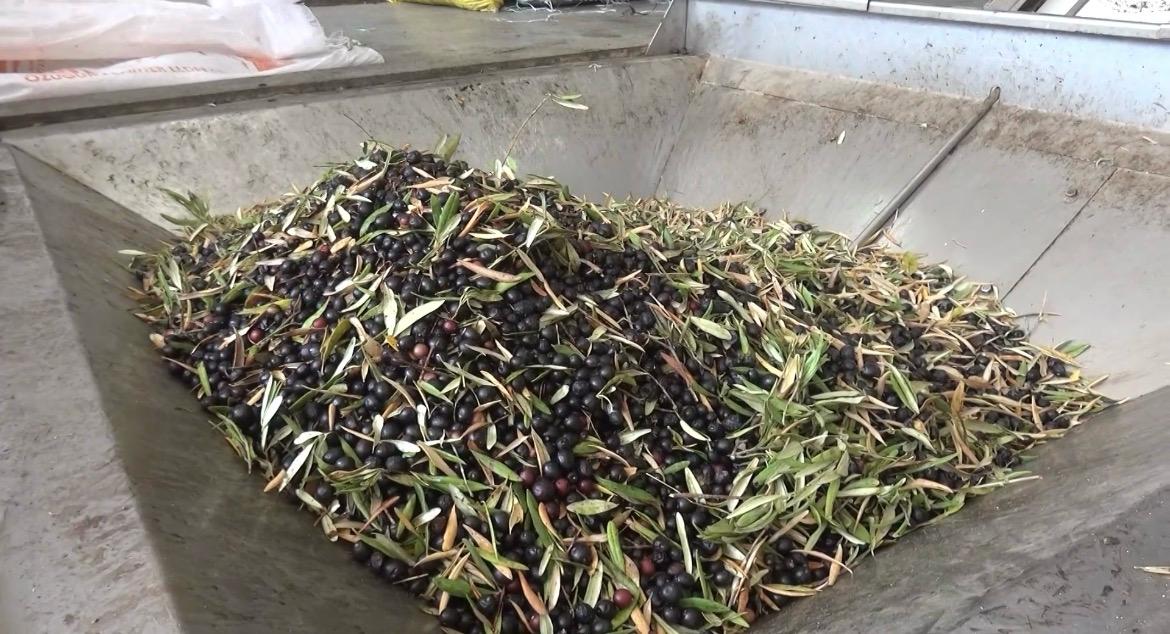 Whatsapp Image 2026 02 08 At 13.50.33