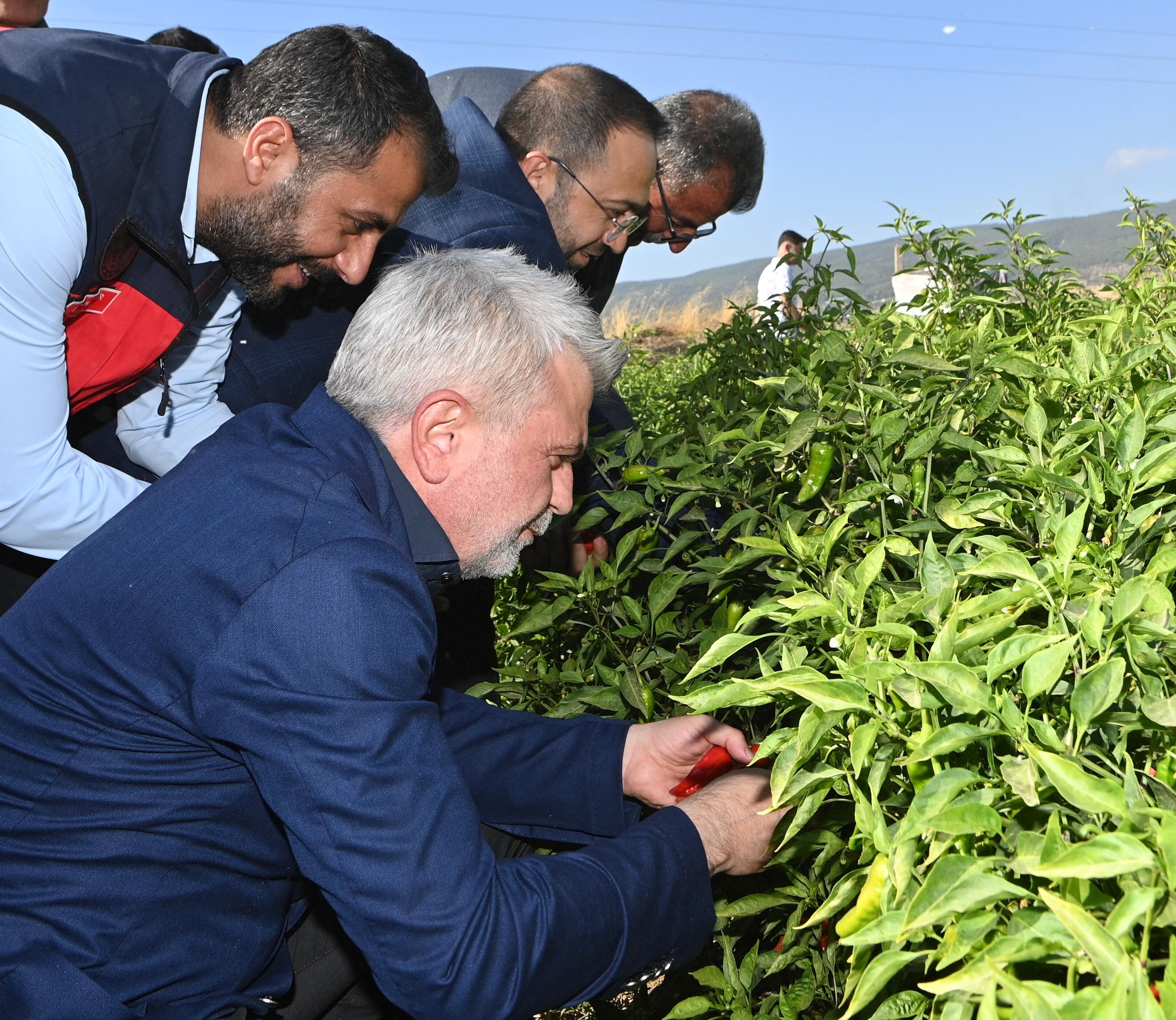Maraş Biberi Hasadı (2)